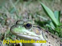 /home//u458753944/public_html/sourcegallery////////////////////////Frogs/Bullfrogs 2020-09 Upper Merion/P9280732.JPG